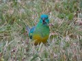 1013-1804 Parrot (1050490)